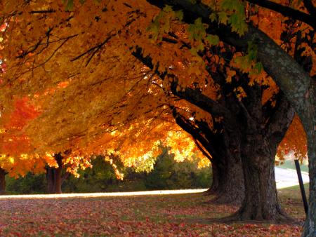 Leaf Removal