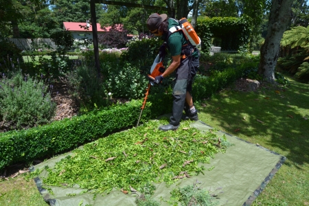 Shrub Pruning